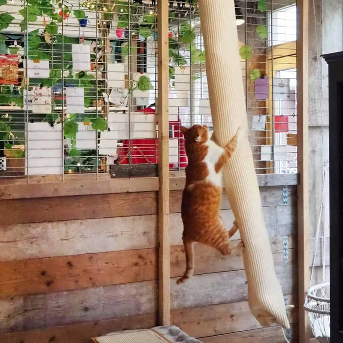 Orange and white cat climbing beige sisal vertical scratching post indoors