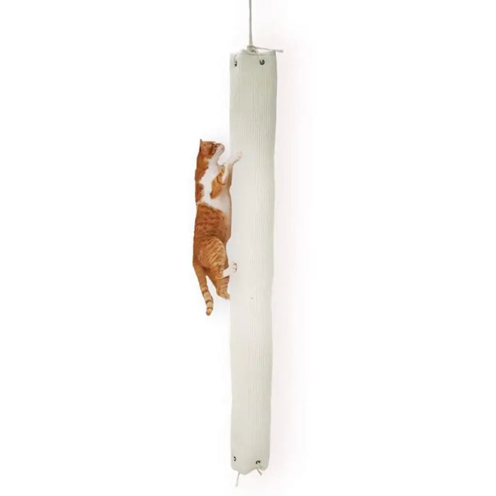 Orange cat climbing tall beige sisal cat scratching post on white background