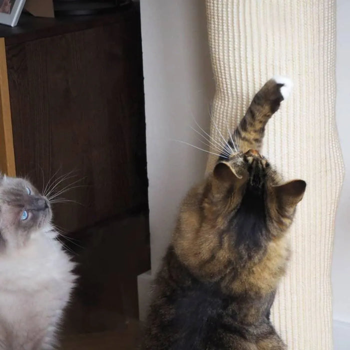 Two cats using a beige 180cm sisal cat climbing and scratching post indoors