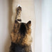 Tabby cat climbing beige sisal vertical scratching post indoors
