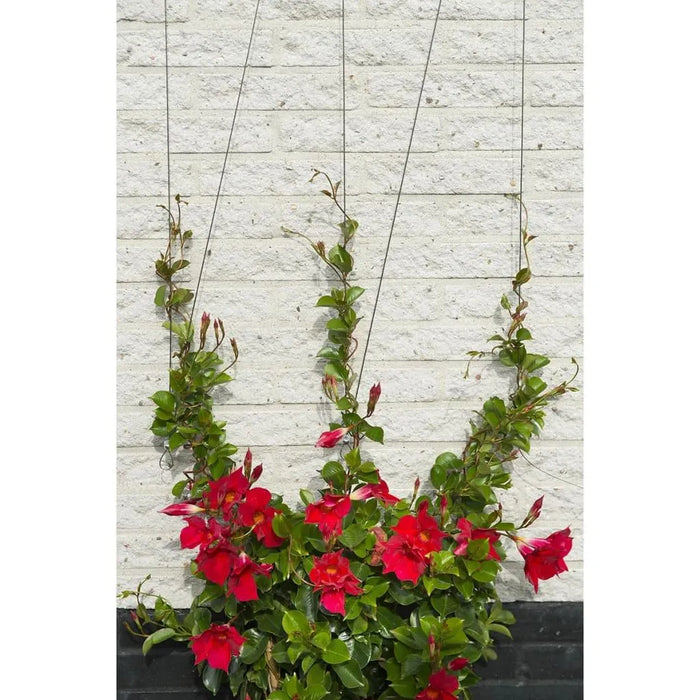 2 Wire Trellis Sets for Climbing Plants - Little and Giant Explorers Nature