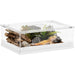 Reptile terrarium with a lizard, rocks, and plants on a white background