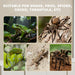 Collage of frog, tarantula, green snake, gecko, and spider on natural backgrounds