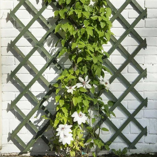 Expandable wooden garden trellis supporting climbing plant with white flowers against a white brick wall.