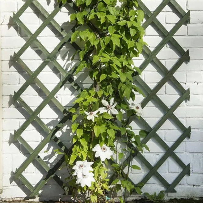 Expandable wooden garden trellis supporting climbing plant with white flowers against a white brick wall.