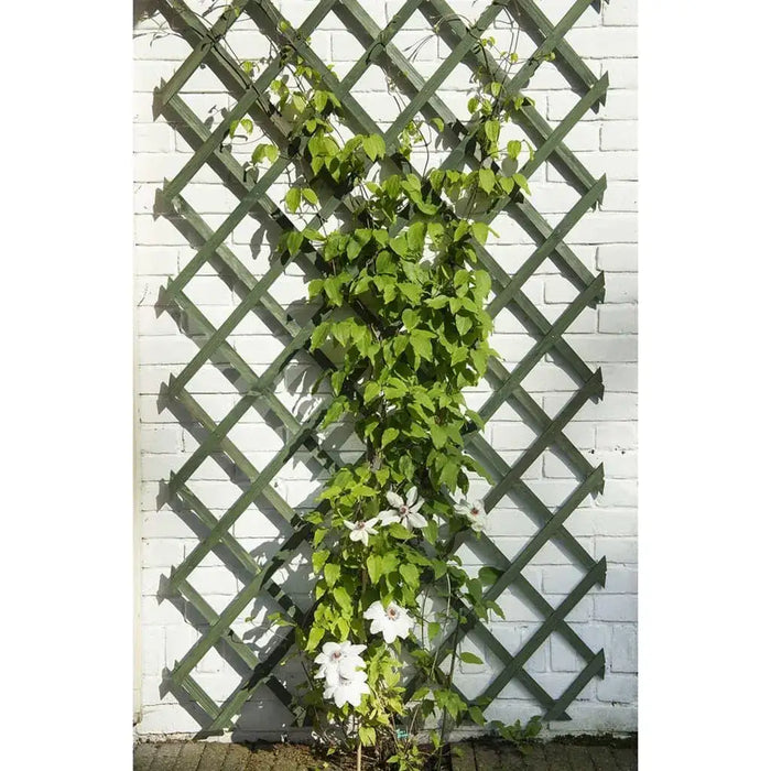Adjustable wooden garden trellis with green climbing plant and white flowers on brick wall