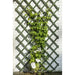 Adjustable wooden garden trellis with green climbing plant and white flowers on brick wall