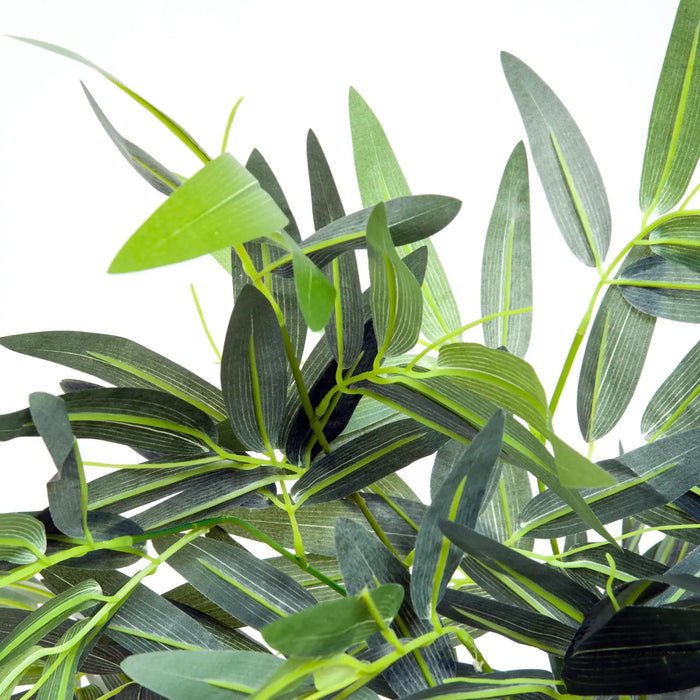 Close-up of green leaves on a white background