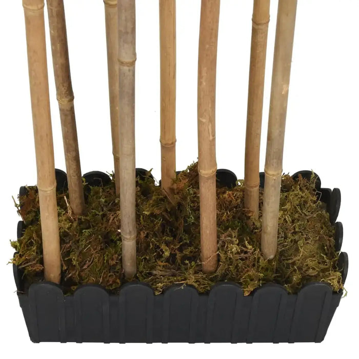 Bamboo sticks with moss in a black plastic holder on a white background