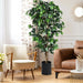 Decorative indoor plant in a living room setting with a brown armchair and white chair.