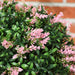 Close-up of artificial lavender topiary ball with pink flowers and green leaves against brick background