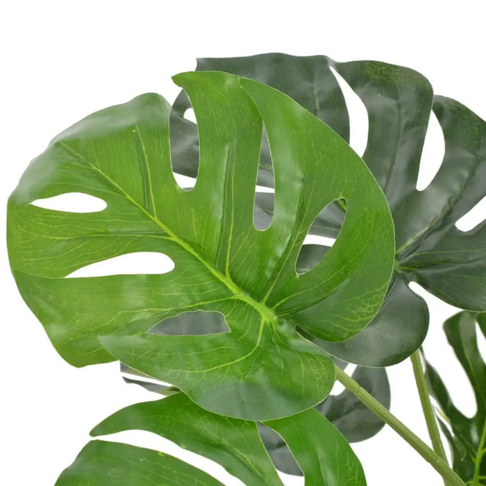 Close-up of green monstera leaves on a white background