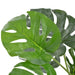 Close-up of green monstera leaves on a white background