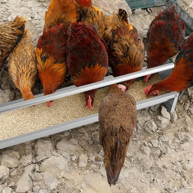 Chicken Feeding Trough with Crossbar and Drainage Holes 15 L - Little and Giant Explorers Costway