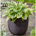 Egg Planter "Nature Rib" in Dark Brown (54 x 52cm) - Little and Giant Explorers