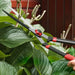 Garden Hedge Shears – Wavy-Edged Blade | Grass and Shrub Trimmers OUTSUNNY - Little and Giant Explorers Outsunny