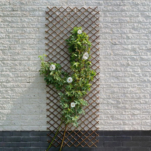 Garden Trellis in Natural Willow Brown (30 x 180cm) - Little and Giant Explorers Nature