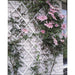 Garden Trellis In PVC and White (50 x 150cm) - Little and Giant Explorers Nature