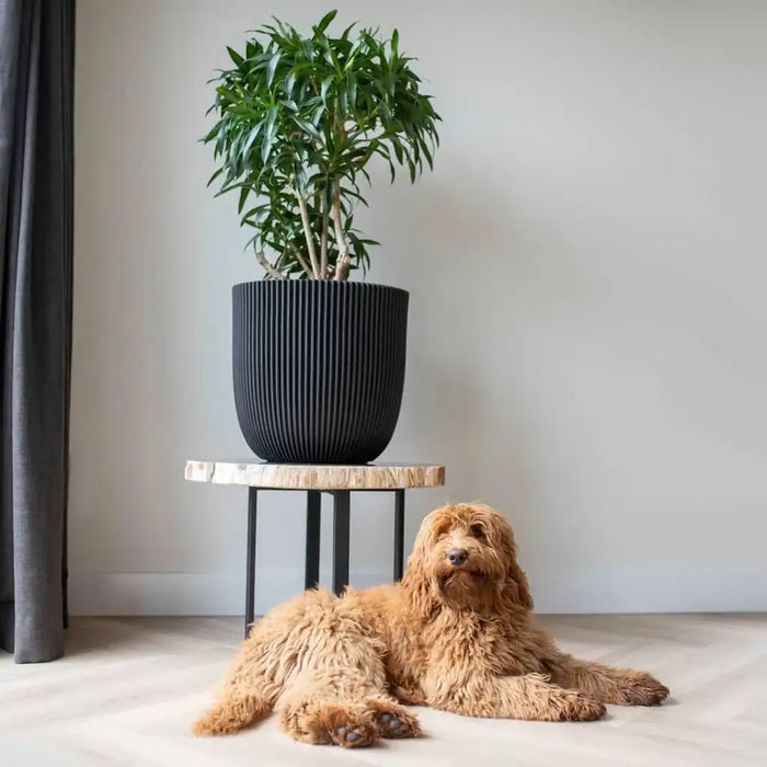 Groove black planter with green plant on wood table, furry dog lying on floor, modern interior