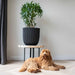Groove black planter with green plant on wood table, furry dog lying on floor, modern interior
