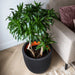Groove black recycled planter with lush green plant beside beige sofa on wood floor