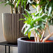 Grooved black planter with double-walled insulation holding leafy green plants indoors