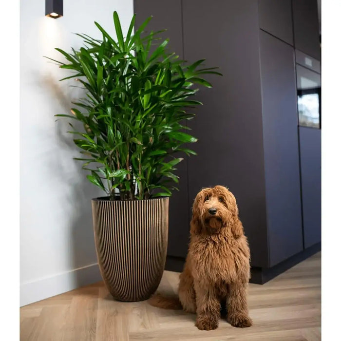 Groove black and gold vase with leafy plant next to fluffy brown dog in modern room