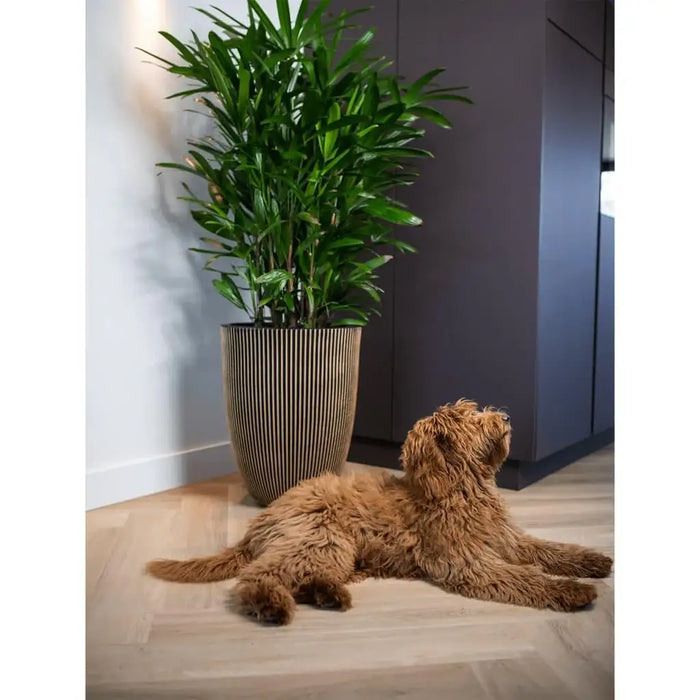 Elegant black and gold groove vase with green plant and brown fluffy dog indoors