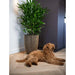 Elegant black and gold groove vase with green plant and brown fluffy dog indoors