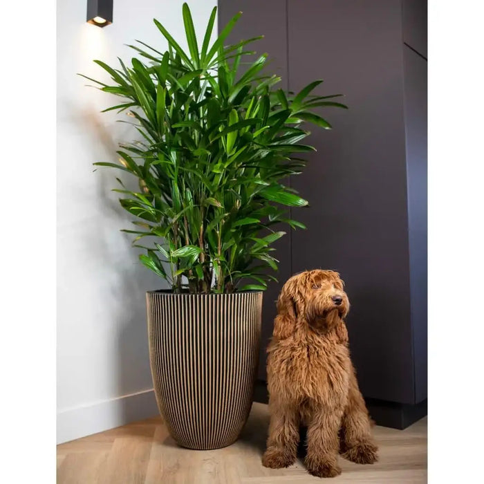 Groove vase in black and gold with tall green plant and brown curly dog beside it indoors