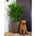 Groove vase in black and gold with tall green plant and brown curly dog beside it indoors