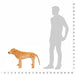 Plush dog toy next to a silhouette of a person with a measurement scale on a white background