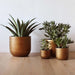 Set of four gold retro planters with succulents on a wooden surface indoors