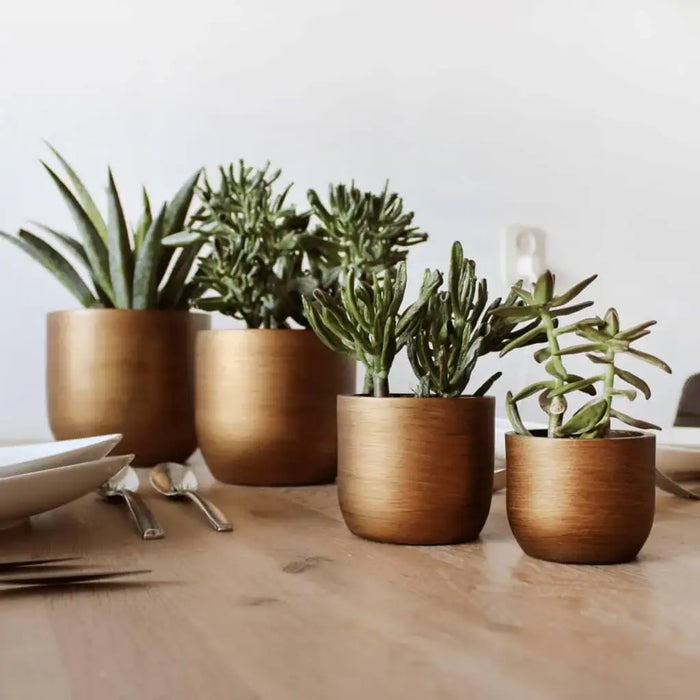 Set of four gold retro planters with succulents on wooden dining table