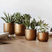 Set of four gold retro planters with succulents on wooden dining table