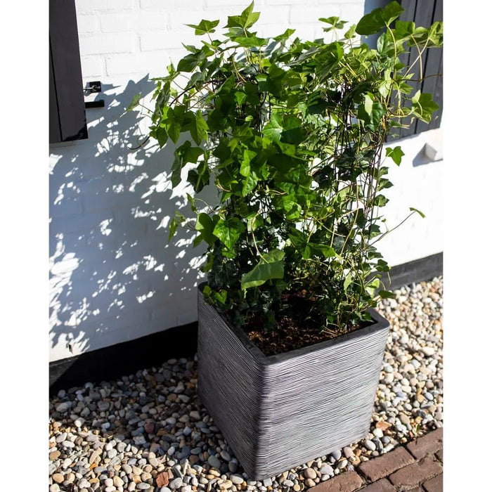 Anthracite ribbed flower pot with green vine plant on pebbled ground near a white wall