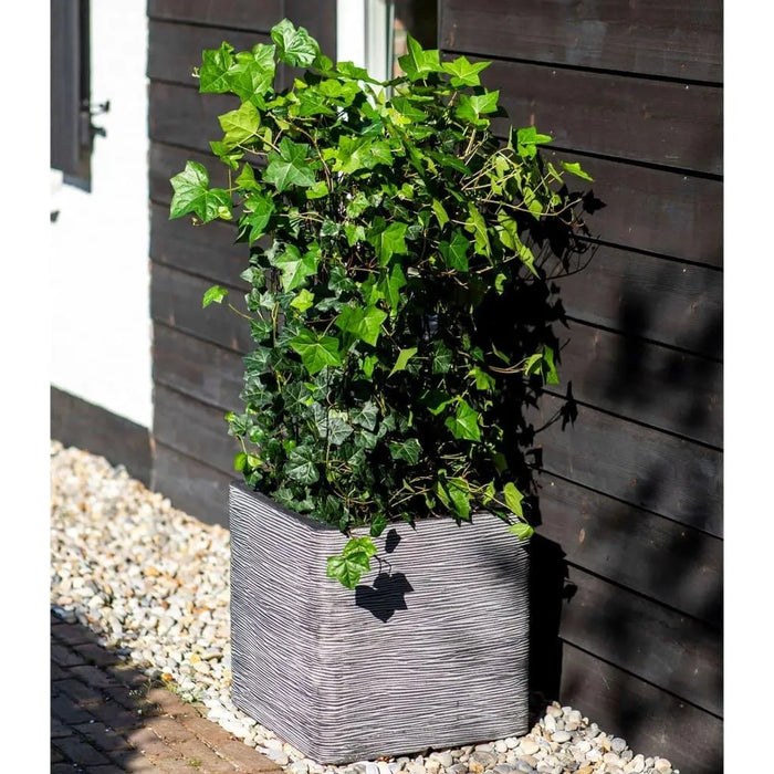Green ivy plant in ribbed anthracite flower pot outdoors on gravel by wooden wall