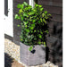 Green ivy plant in ribbed anthracite flower pot outdoors on gravel by wooden wall