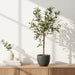 Potted olive tree with green leaves and small fruits on a shelf in a plush setting