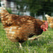 PVC Coated Welded Wire Mesh Fencing for Poultry 30m - Little and Giant Explorers PawHut