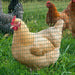 PVC Coated Welded Wire Mesh Fencing for Poultry 30m - Little and Giant Explorers PawHut