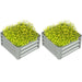 Two gray metal raised garden beds filled with dense yellow flowering plants on white background