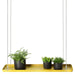 Rectangular Hanging Plant Tray in Gold | Large - Little and Giant Explorers Esschert Design