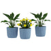 Set of three blue ribbed plastic plant pots with green leafy plants and yellow flowers for indoor and outdoor use