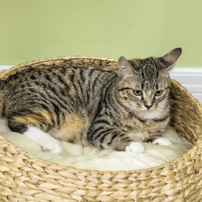 Tabby cat with white paws lying in a woven basket bed with cream cushion against light green wall