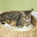 Tabby cat with white paws lying in a woven basket bed with cream cushion against light green wall