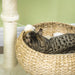 Tabby cat lying in woven basket bed playing with attached soft white ball toy near scratching post