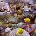 Wallpaper 'Good Vibes Coral and Tropical Fish' in Yellow and Purple - Little and Giant Explorers Noordwand