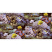 Wallpaper 'Good Vibes Coral and Tropical Fish' in Yellow and Purple - Little and Giant Explorers Noordwand